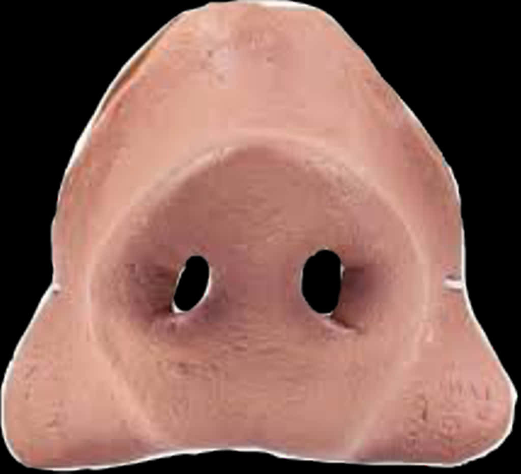 Human Nose Closeup PNG Image