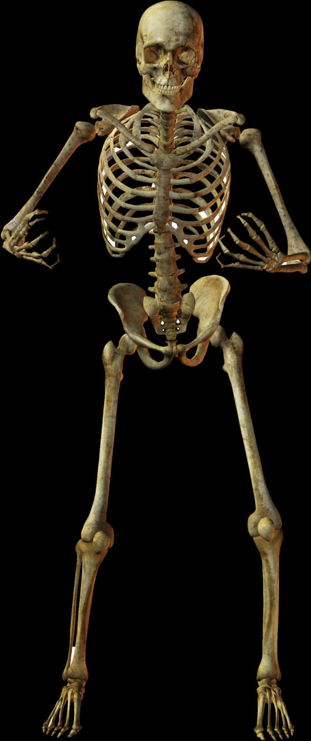 Human Skeleton Anatomy PNG Image