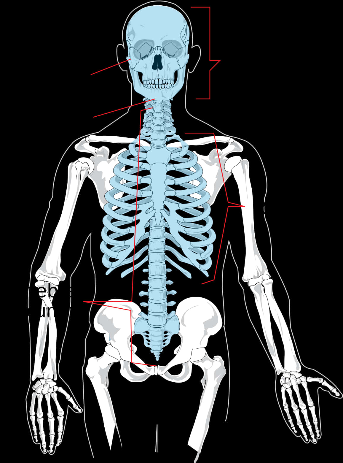 Human Skeleton Anatomy Illustration PNG Image