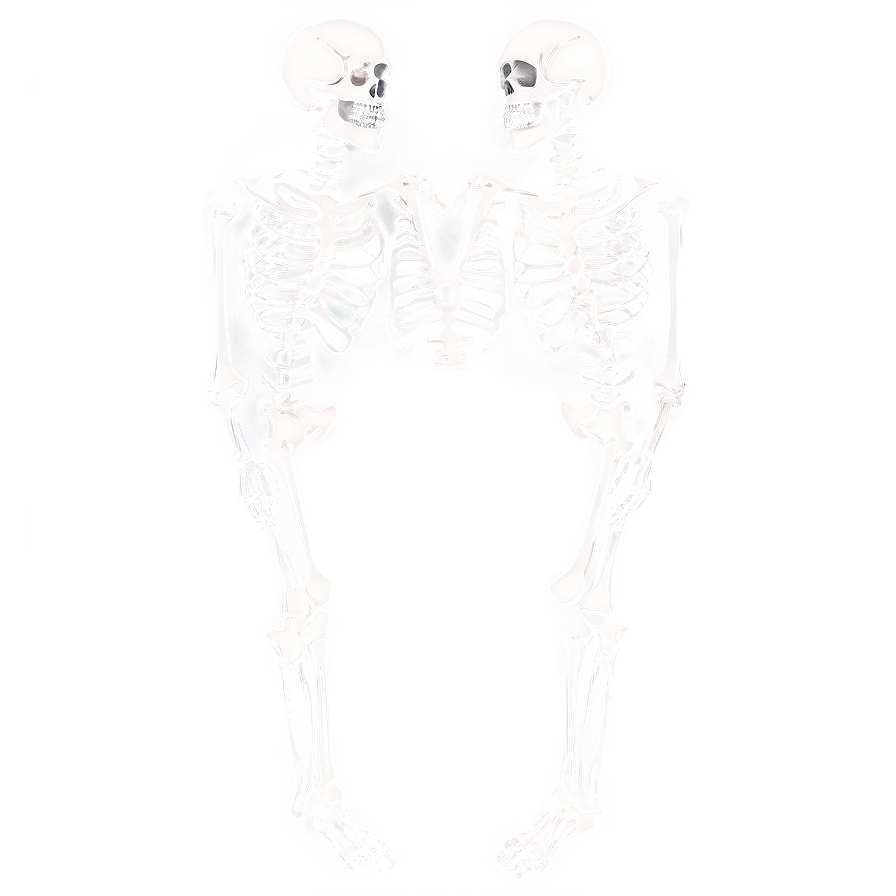 Human Skeleton Artistic Interpretation Png 47 PNG Image