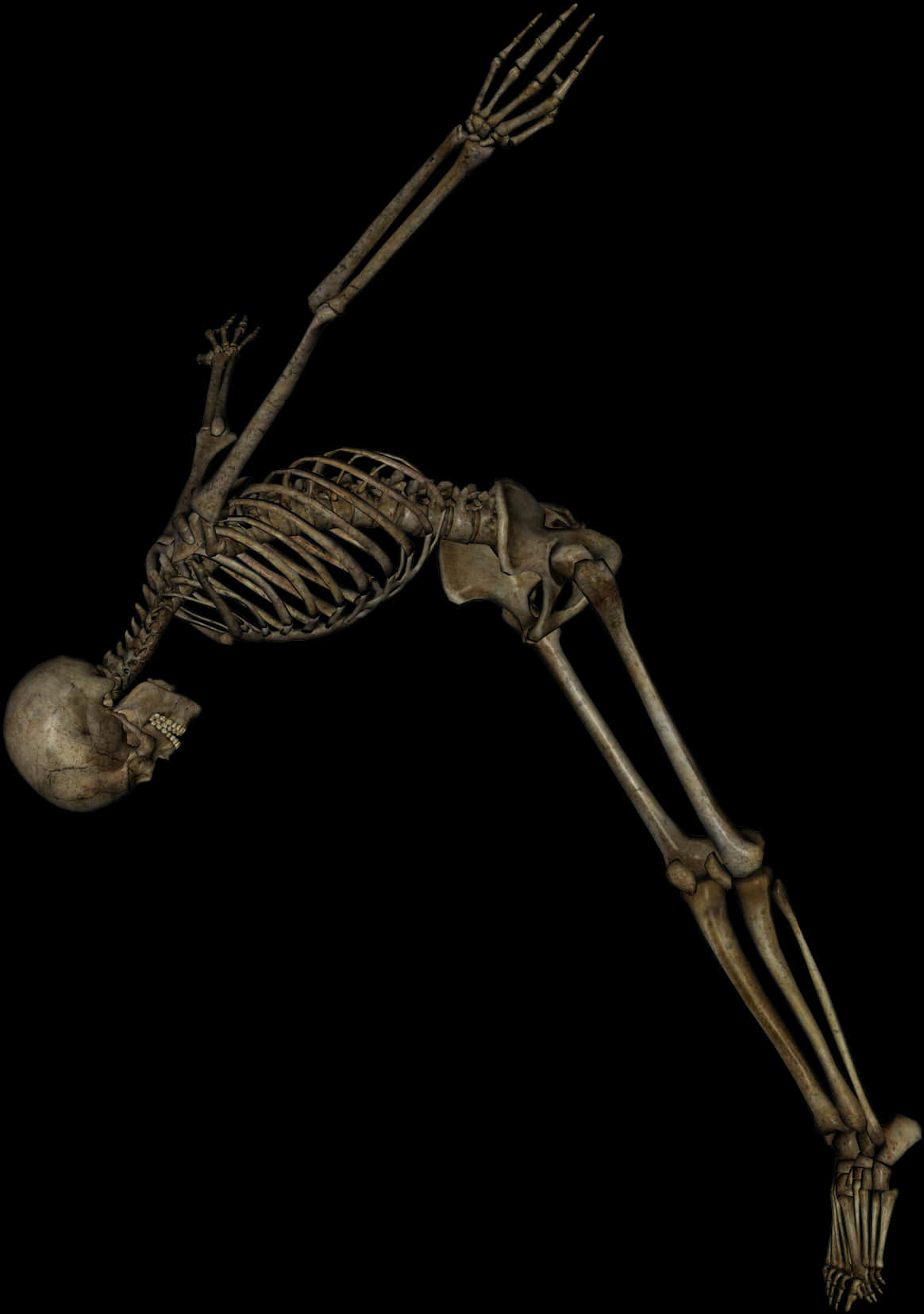 Human Skeleton Black Background PNG Image