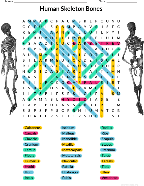 Human Skeleton Bones Word Search Puzzle PNG Image