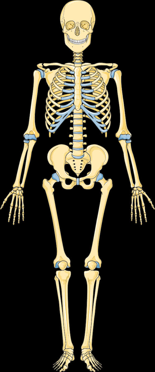 Human Skeleton Illustration PNG Image