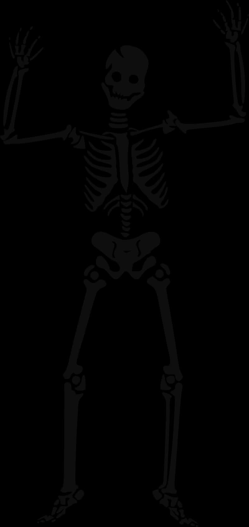 Human Skeleton Illustration PNG Image