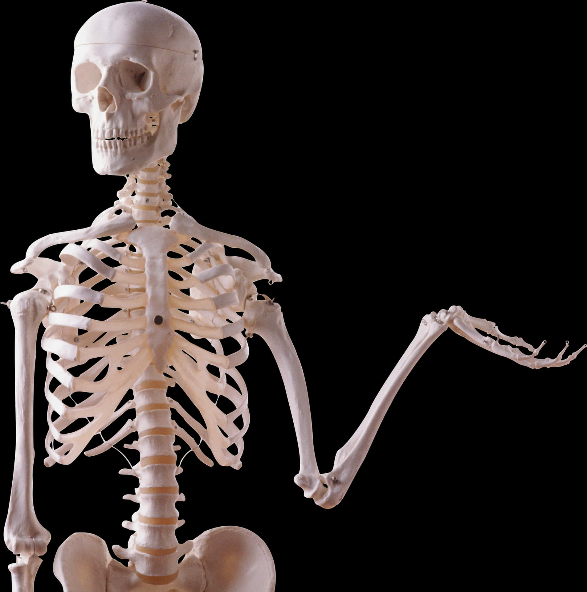 Human Skeleton Model Display PNG Image