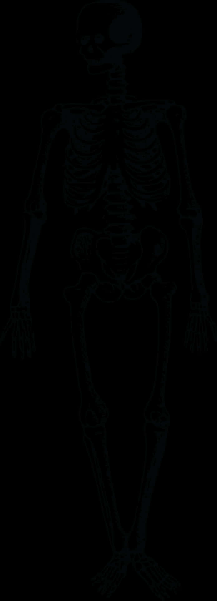 Human Skeleton Outline PNG Image