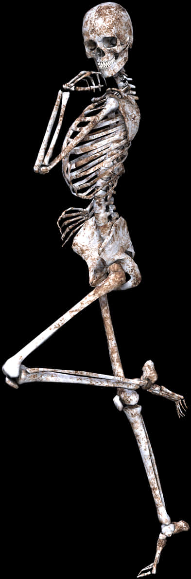 Human Skeleton Pondering Pose PNG Image