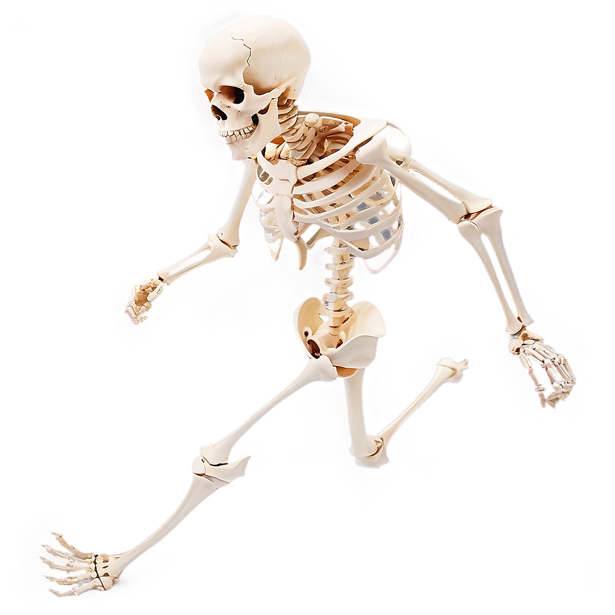 Human Skeleton Running Pose Png Hut PNG Image