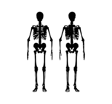 Human Skeleton Silhouettes PNG Image