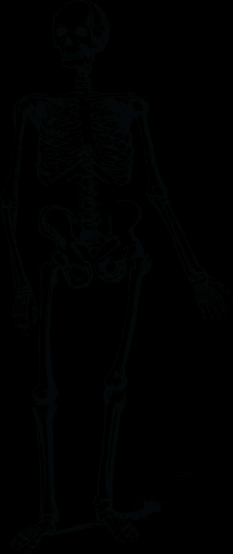 Human Skeleton Standing Dark Background PNG Image