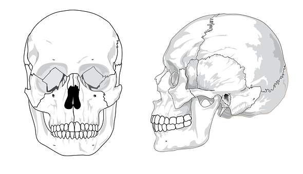 Human Skull Anatomy Illustration PNG Image