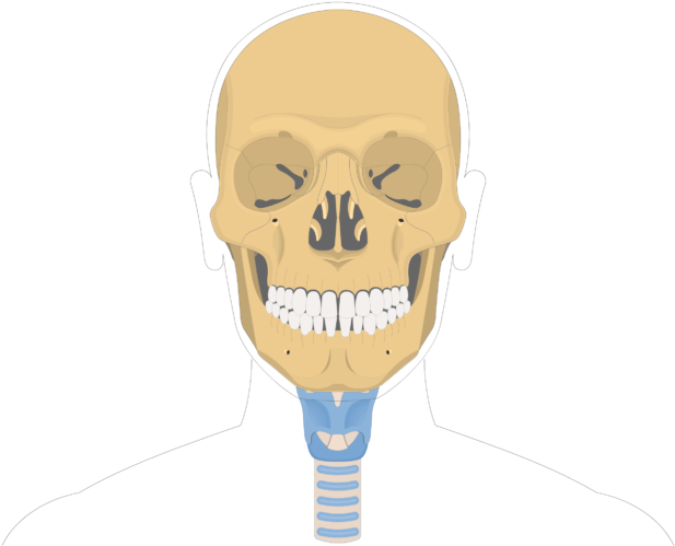 Human Skull Anatomy Illustration PNG Image