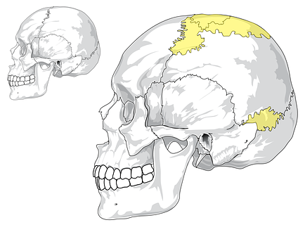 Human Skull Anatomy Illustration PNG Image