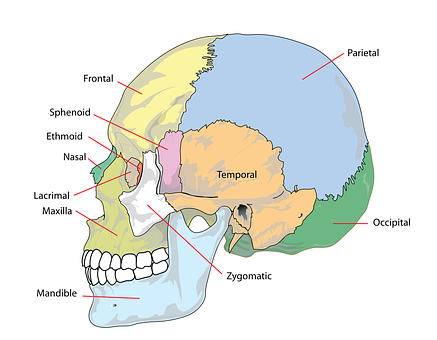 Human Skull Anatomy Labeled PNG Image