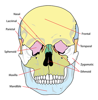 Human Skull Anatomy Labeled PNG Image