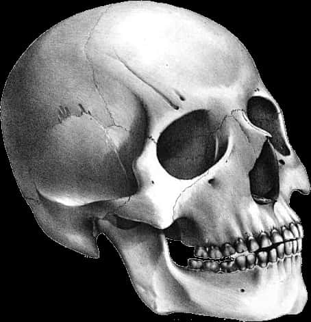 Human Skull Illustration PNG Image