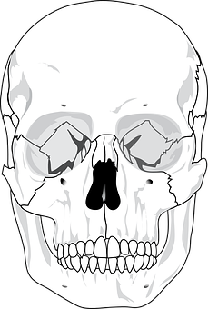 Human Skull Illustration PNG Image