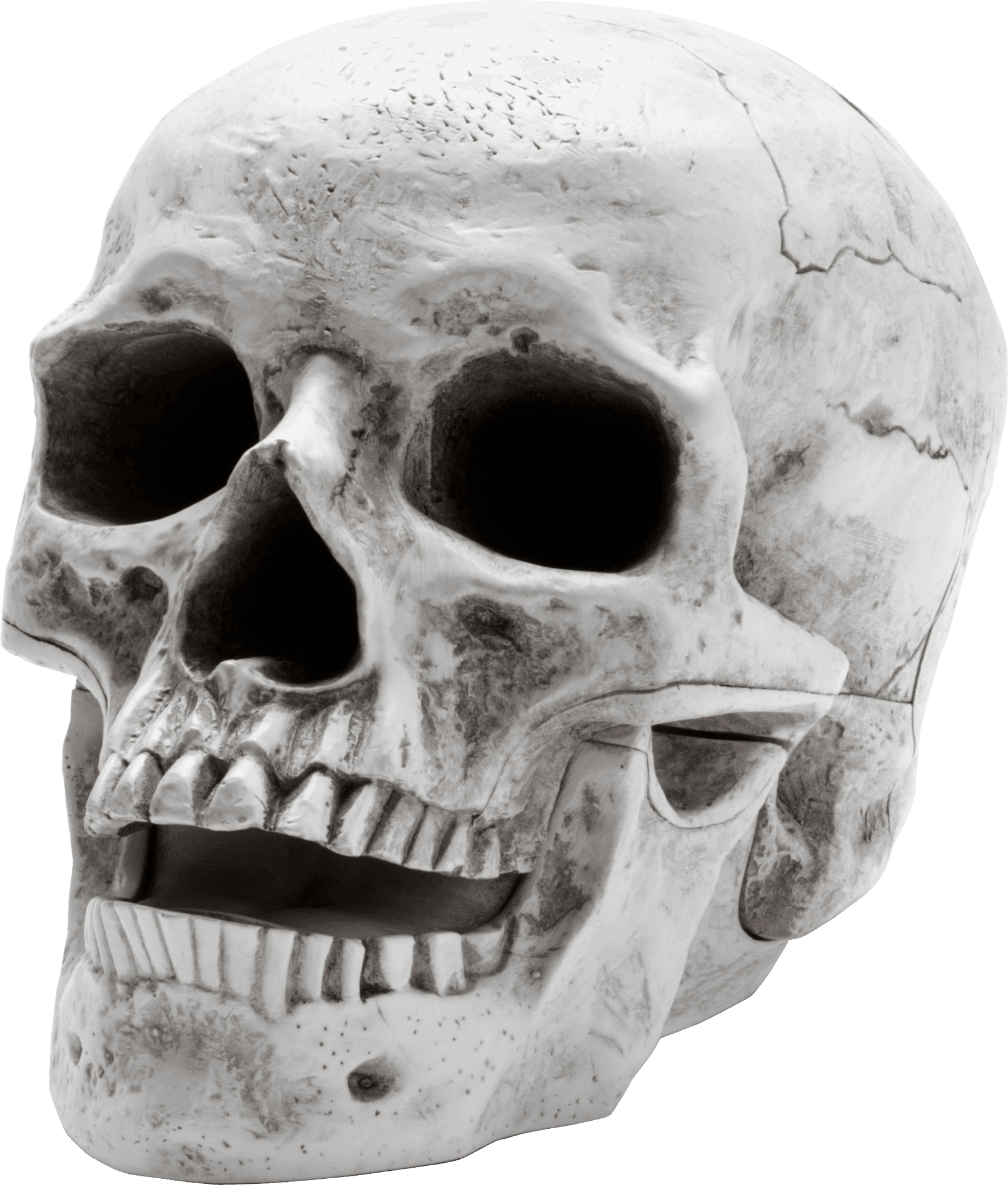 Human Skull Model Side View PNG Image