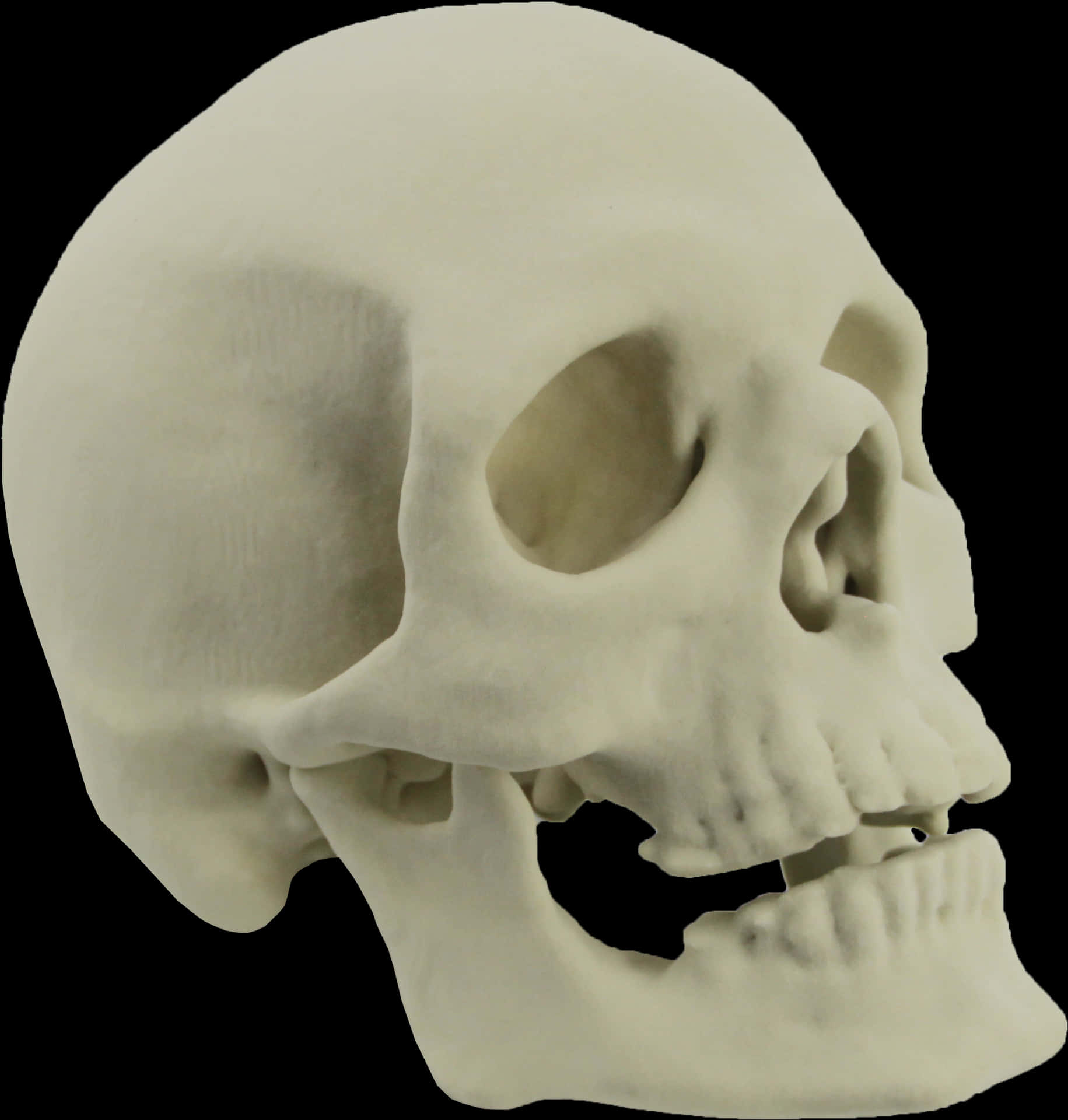 Human Skull Model Side View PNG Image