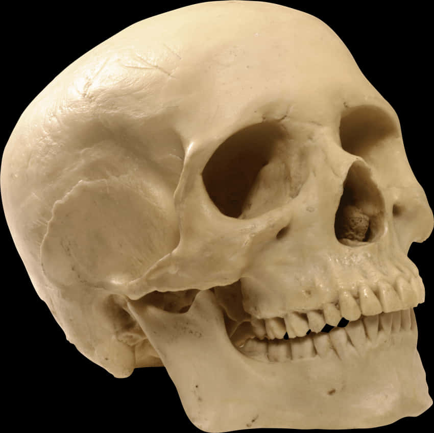 Human Skull Profile View PNG Image