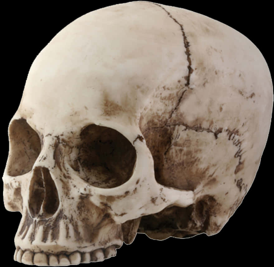 Human Skull Side View PNG Image