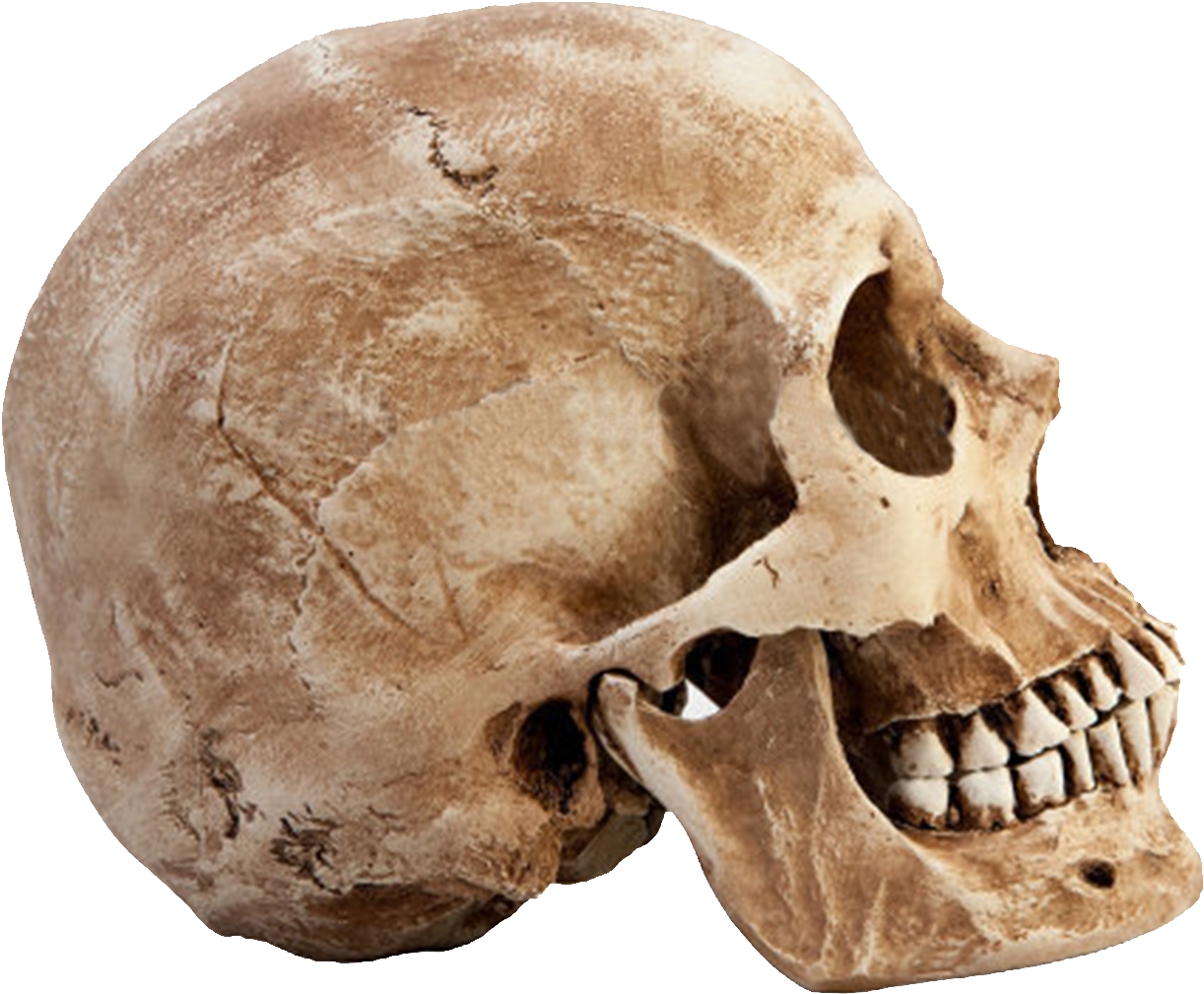 Human Skull Side View.png PNG Image