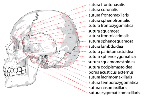 Human Skull Sutures Identification PNG Image