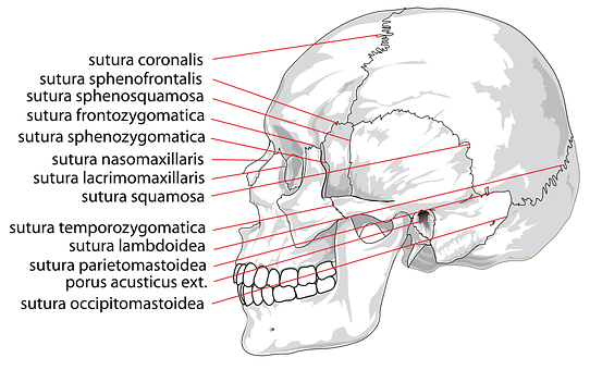 Human Skull Sutures Identification PNG Image