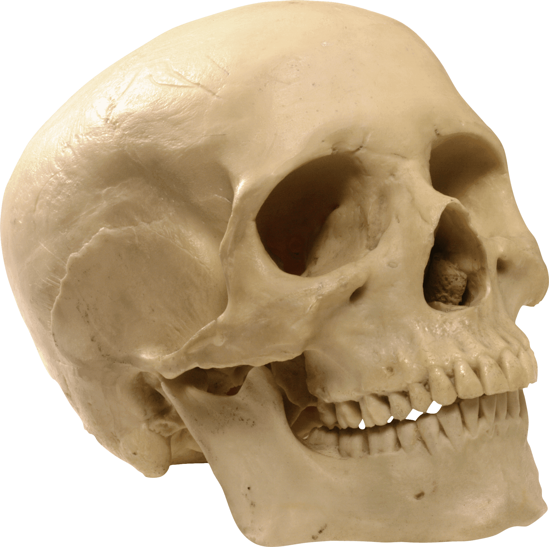 Human_ Skull_ With_ Teeth_ Closeup PNG Image