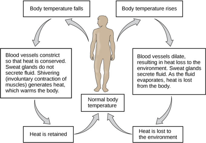 Human Thermoregulation Process PNG Image