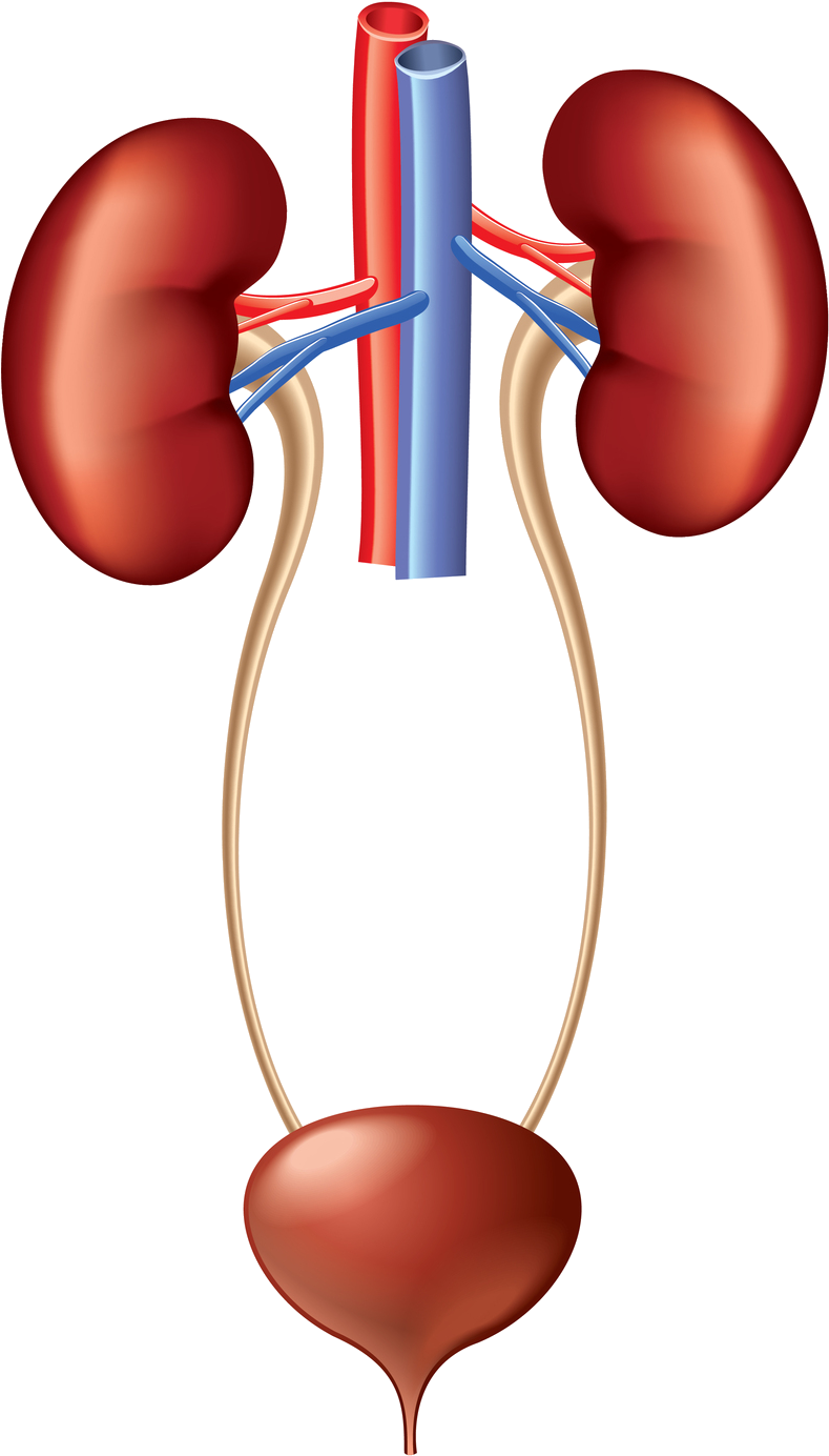 Human Urinary System Anatomy PNG Image