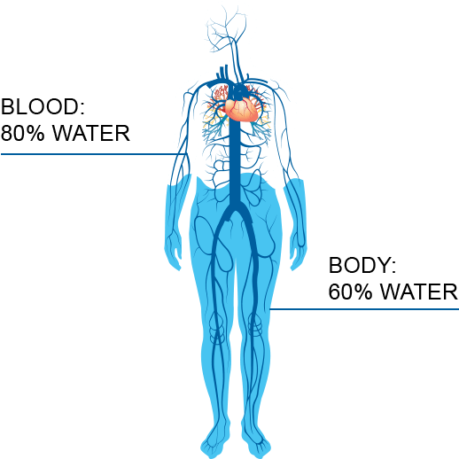 Human Water Content Infographic PNG Image