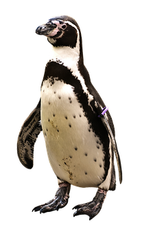 Humboldt Penguin Standing PNG Image