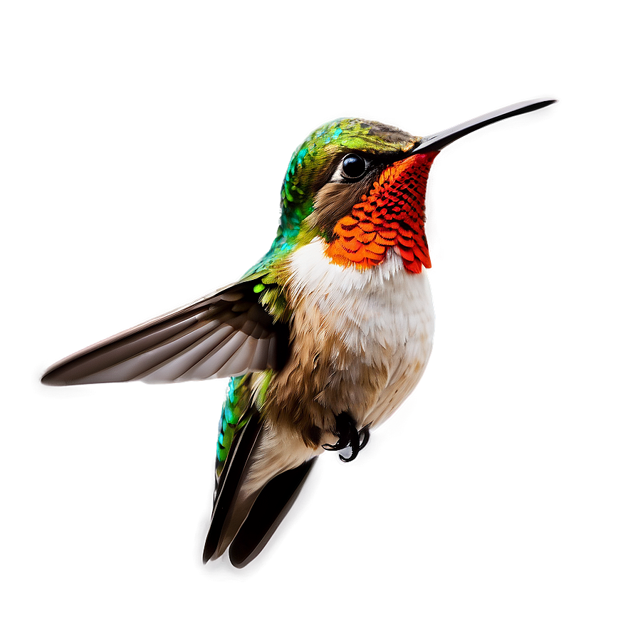 Hummingbird Clipart Png Hjy PNG Image