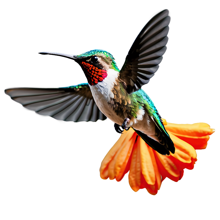 Hummingbird In Flight Png Jps PNG Image