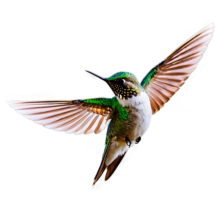 Hummingbird Wings Spread Png Ktc PNG Image