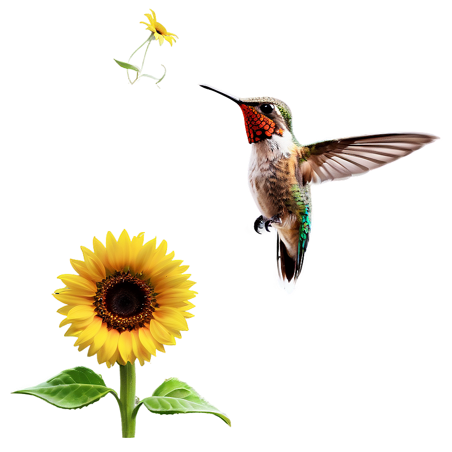 Hummingbird With Sunflower Png 05212024 PNG Image