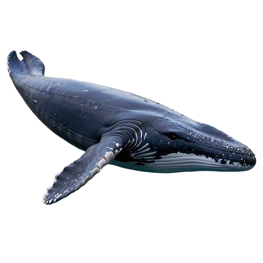 Humpback Whale Gliding Underwater Png 7 PNG Image