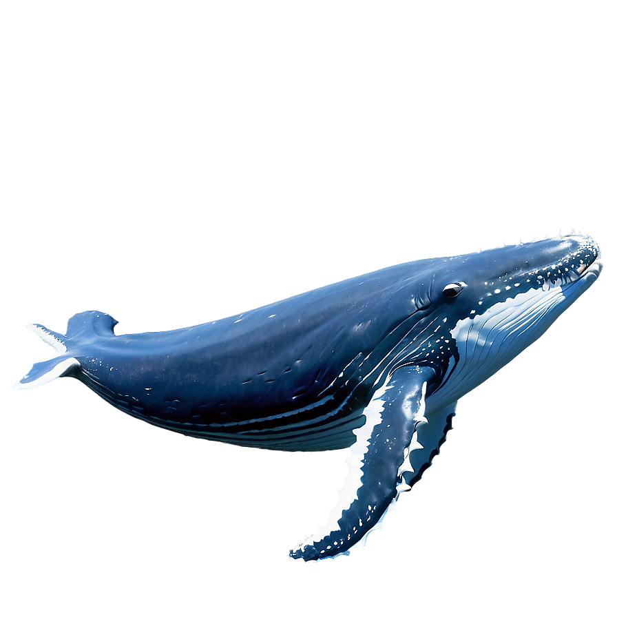 Humpback Whale Gliding Underwater Png 78 PNG Image