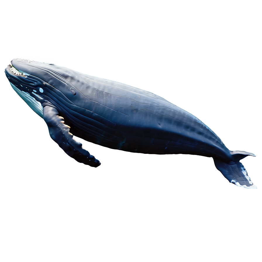 Humpback Whale Gliding Underwater Png Nwk PNG Image