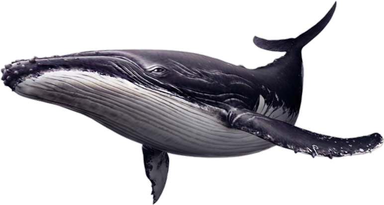 Humpback Whale Illustration PNG Image