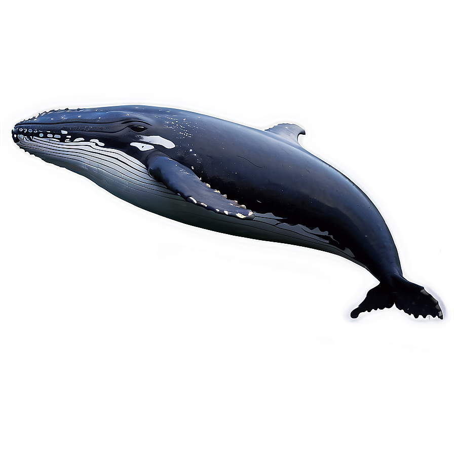 Humpback Whale In Natural Habitat Png 19 PNG Image