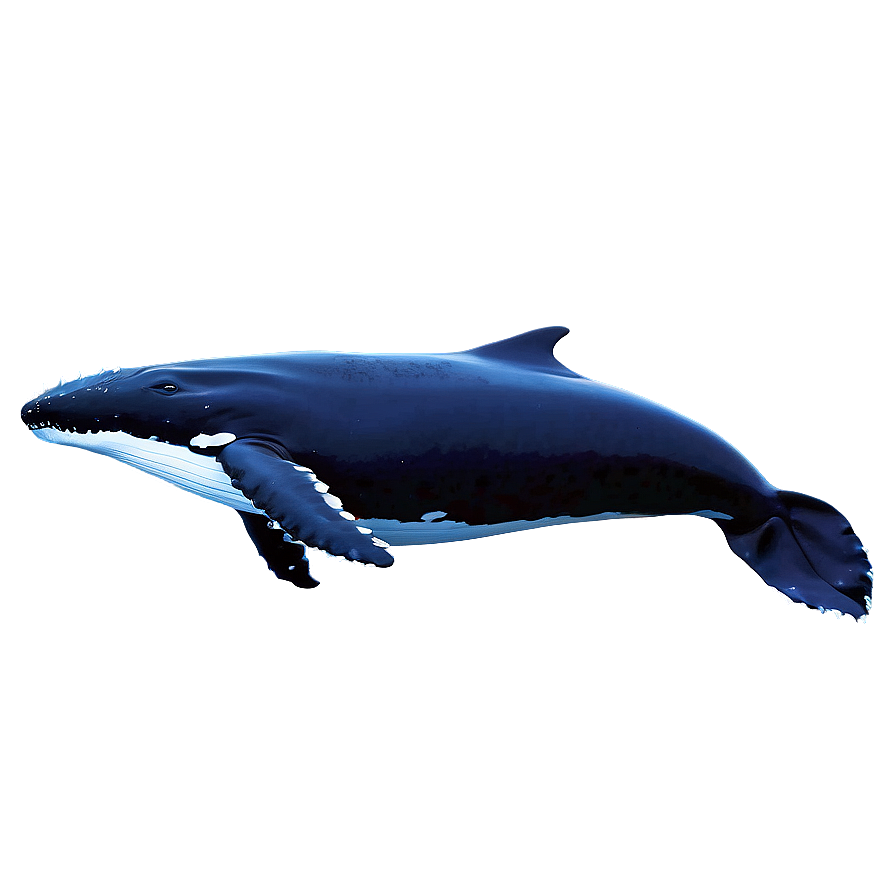 Humpback Whale Peaceful Ocean Png 06212024 PNG Image