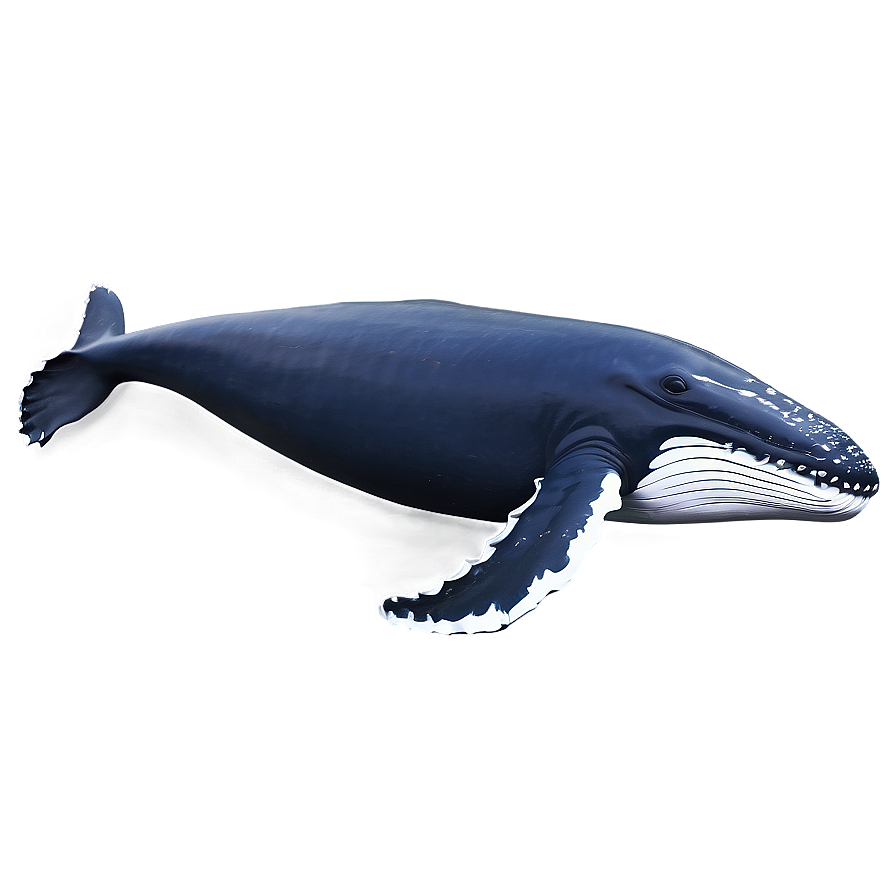 Humpback Whale Png 51 PNG Image