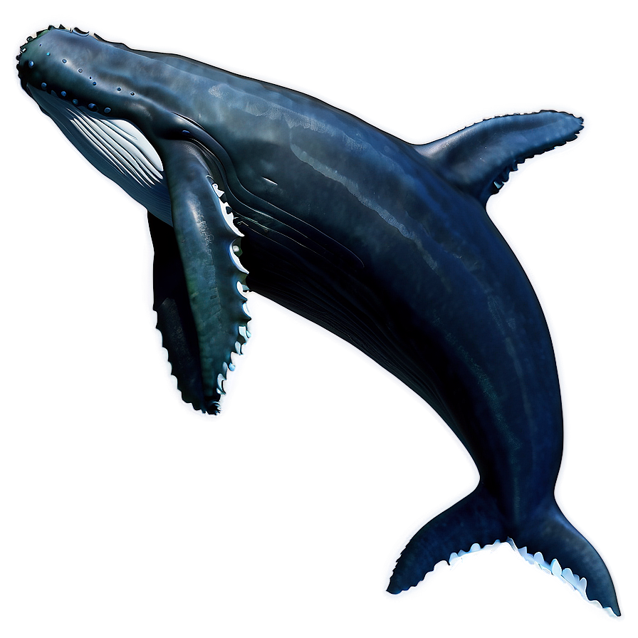 Humpback Whale Png Aeb PNG Image