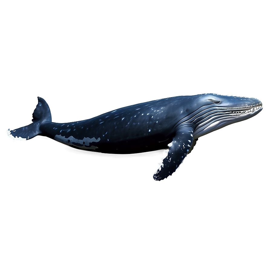 Humpback Whale Png Okj97 PNG Image