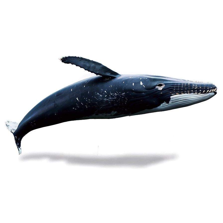 Humpback Whale Surface Breaching Png 8 PNG Image