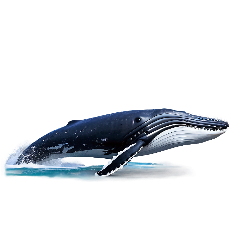 Humpback Whale Vocalization Diagram Png 79 PNG Image