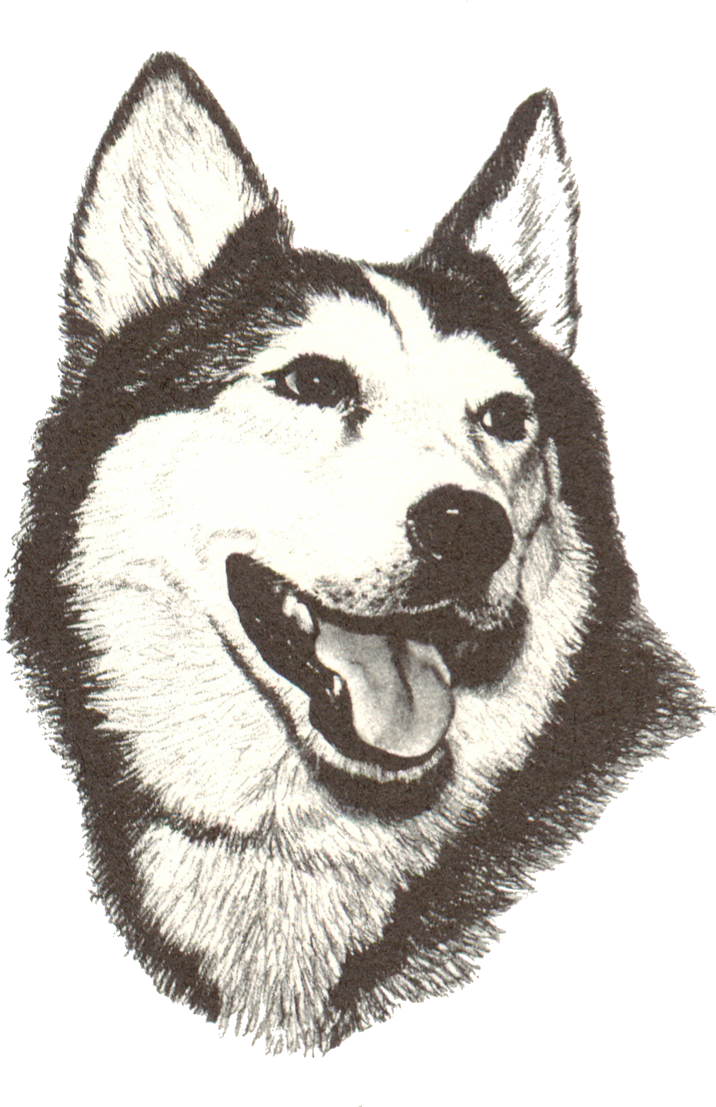 Husky Portrait Sketch PNG Image