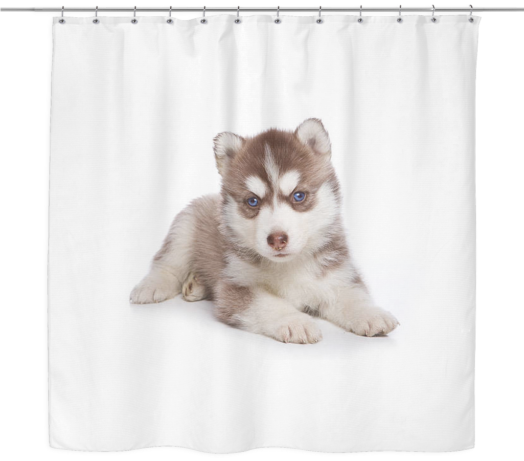 Husky Puppy Shower Curtain PNG Image